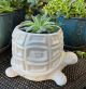 White Ceramic Turtle Pot 6inch 